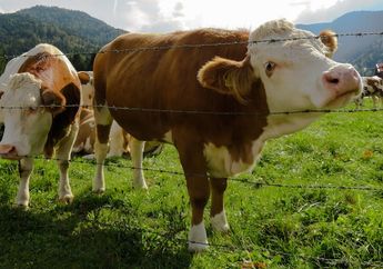 Benarkah Umur Sapi Bisa Dilihat dari Giginya?