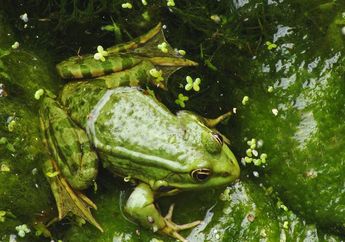 Klasifikasi Hewan Vertebrata serta Ciri-cirinya