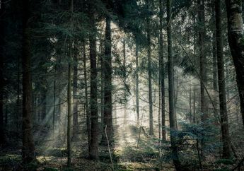 Bagaimana Cara Pengelolaan Hutan Berkelanjutan? Materi Geografi Kelas XI Kurikulum Merdeka