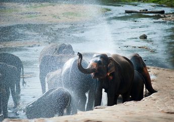 Bertubuh Besar, Benarkah Gajah Jago Berenang?