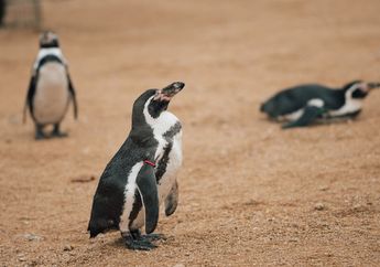 Kenapa Penguin Jika Berjalan Tampak Seperti Bergoyang?