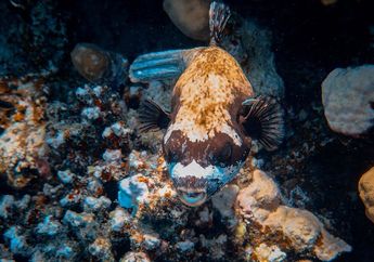 Kenapa Ikan di Lautan Dalam Terlihat Aneh dan Menyeramkan?