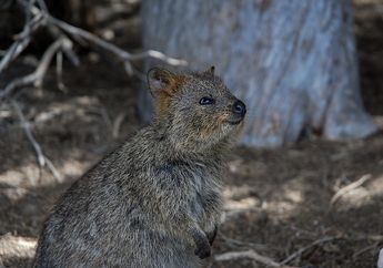 Kenapa Quokka Disebut sebagai Hewan Paling Bahagia di Dunia?