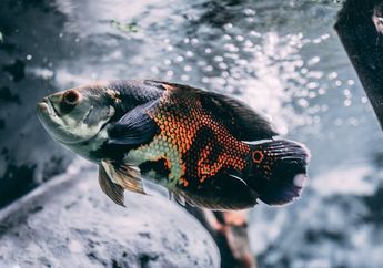 Bagaimana Cara Ikan Berkomunikasi?
