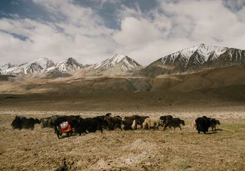 Hidup di Pegunungan Tibet, Bagaimana Cara Yak Bertahan Hidup?