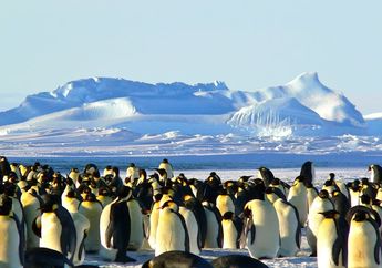 Sama-Sama Hidup di Kutub, Kenapa Penguin dan Beruang Tak Pernah Terlihat Bersama?