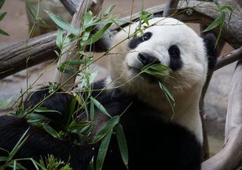 Kenapa Panda Suka Makan Bambu?