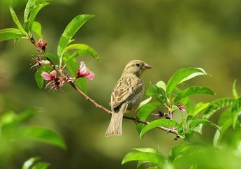 Kenapa Burung Berkicau di Pagi Hari?