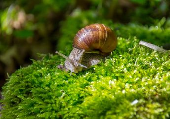 Kenapa Siput Sering Muncul saat Hujan?
