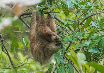 Hidup di Atas Pohon, Benarkah Kungkang Mampu Berenang?