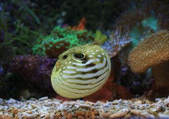 Mirip Balon, Kenapa Ikan Buntal Menggembungkan Tubuhnya?