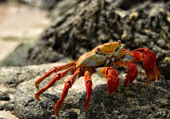 Benarkah Kepiting Berkomunikasi dengan Capitnya?