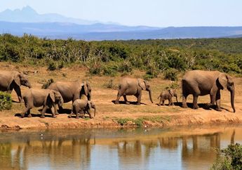 Kenapa Gajah Hidup Berpindah-pindah?