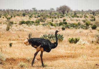 Kenapa Burung Unta Disebut dengan Burung Unta?