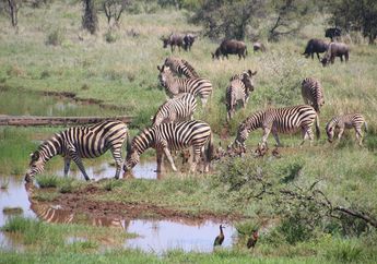 Benarkah Zebra Tidak Bisa Tidur Sendiri?