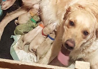 Di Skotlandia Ada Anak Anjing Warna Hijau!