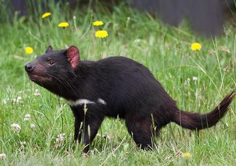 Tasmanian Devil, Hewan Menyeramkan dari Tasmania