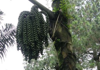 Mengenal Aren, si Pohon Serba Guna