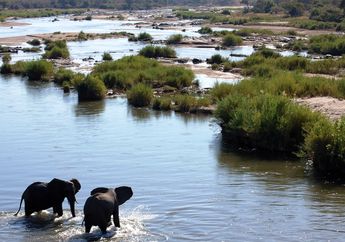 Mengintip Kehidupan Satwa Liar di Taman Nasional Kruger