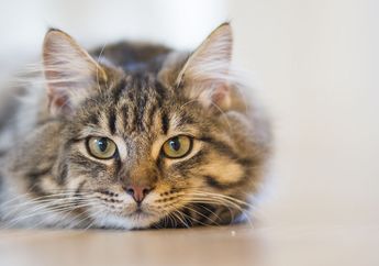 Awas! Inilah Beberapa Tanda Bahwa Kucing Kesayanganmu Sedang Stress
