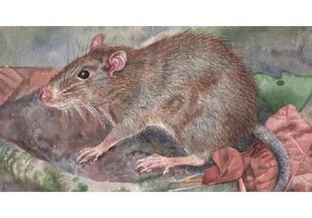 Tikus Berduri, Hewan dari Indonesia Timur