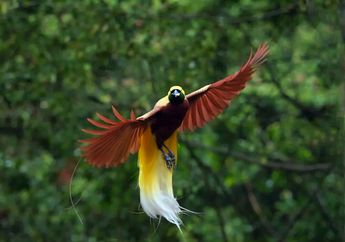 Cenderawasih Kuning, Sang Burung Surga