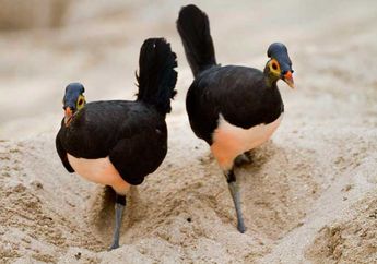 Maleo, si Burung Mirip Ayam