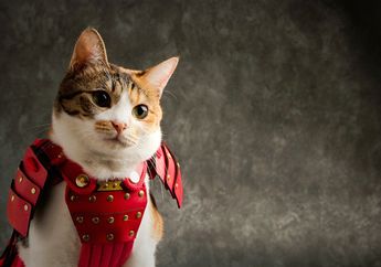 Unik, Sekarang Ada Kostum Samurai Untuk Hewan