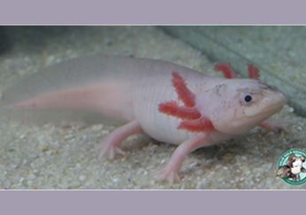Axolotl, Ikan Berjalan Dari Meksiko
