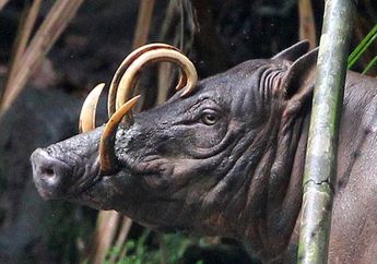 Mengenal Babirusa, Hewan Endemik Sulawesi