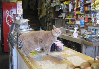 Kota Ini Pernah Memiliki Wali Kota Seekor Kucing!
