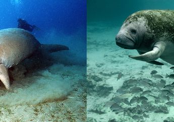 Bedanya Manatee dan Dugong