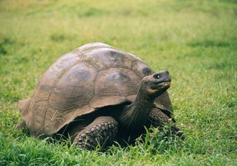 5 Hewan yang Punya Usia Panjang