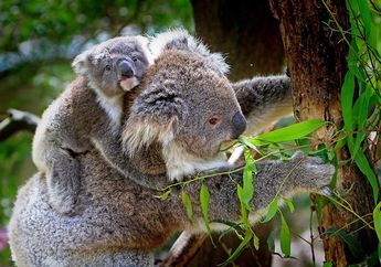 Koala Juga Punya Sidik Jari seperti Manusia, Lo!