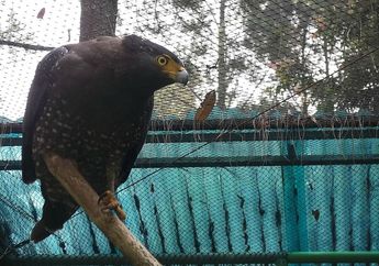 Serunya Mengintip Penangkaran Elang di Bogor