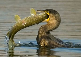 Menangkap Ikan dengan Burung Kormoran