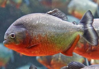 Piranha, Kecil-Kecil Menyeramkan!