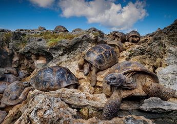 Pulau Aldabra yang Penuh dengan Kura-kura Raksasa
