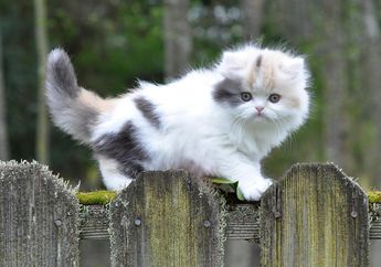 Kucing-Kucing Ini Paling Disukai di Jepang