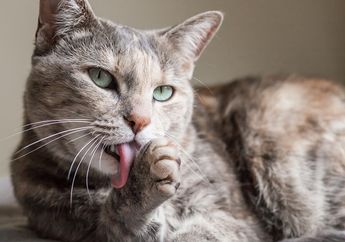 Inilah Alasannya Kenapa Kucing Suka Menjilati Tubuhnya