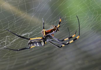 5 Hewan Kecil yang Berguna Bagi Rumah