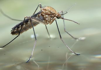 Nyamuk Bisa Berdiri di Atas Air? Inilah Rahasianya