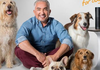 Audible for Dogs, Buku Audio untuk Anjing