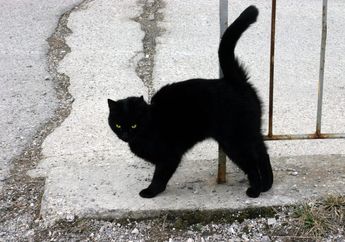 Benarkah Kucing Hitam Pembawa Sial?