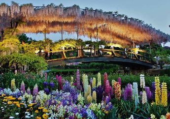 Ashikaga, Negeri Bunga Fuji