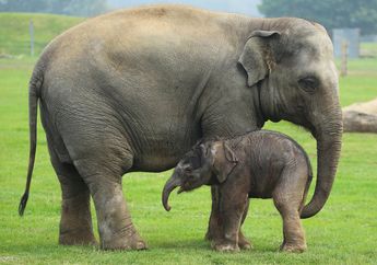 Ingin Berkomunikasi Dengan Gajah? Ada Bahasanya, Lo!