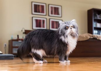 Atchoum, Kucing yang Mirip Anjing