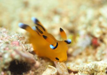 Wah, Ada Siput Laut Tanpa Cangkang yang Mirip Pikachu!