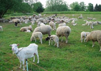 6 Cara Mudah Membedakan Kambing dan Domba