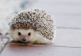 Hedgehog, Bola Duri yang Hidup
